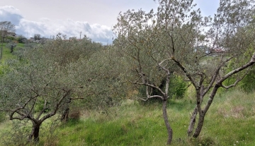 ulivetoviaumbria18jpeg.jpeg