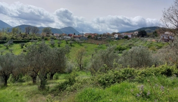 ulivetoviaumbria27jpeg.jpeg